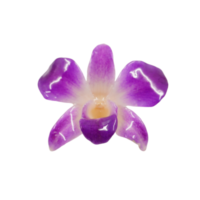 Clear-coated Dendrobium Orchid Brooch