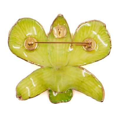 เข็มกลัดดอกกล้วยไม้เดรโดรเบียมขอบทอง เข็มกลัดดอกกล้วยไม้เดรโดรเบียมขอบทอง