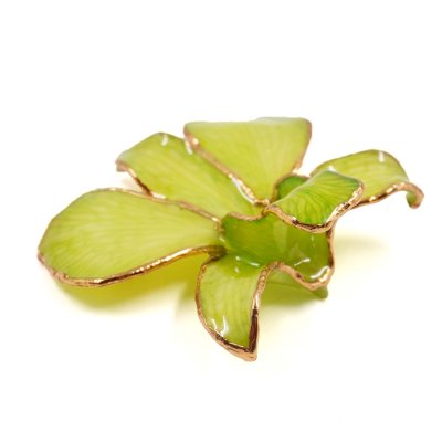 เข็มกลัดดอกกล้วยไม้เดรโดรเบียมขอบทอง เข็มกลัดดอกกล้วยไม้เดรโดรเบียมขอบทอง