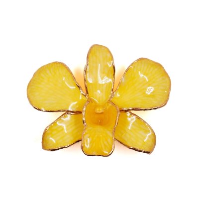 เข็มกลัดดอกกล้วยไม้เดรโดรเบียมขอบทอง เข็มกลัดดอกกล้วยไม้เดรโดรเบียมขอบทอง