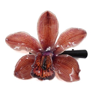 กิ้บดอกกล้วยไม้สกุลซิมบิเดียม กิ้บดอกกล้วยไม้สกุลซิมบิเดียม