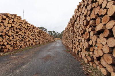 Premium Rubber Wood (Hevea brasiliensis)