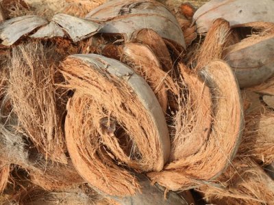 Coco Fiber (Cocos nucifera)