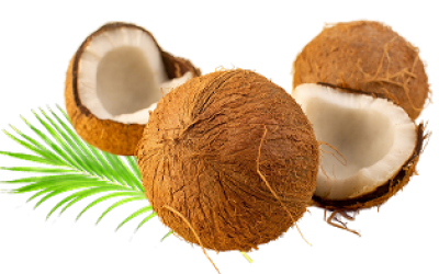 Fresh Husked Coconut (Cocos nucifera)