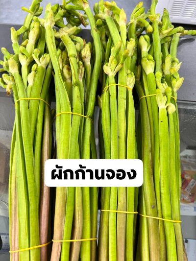 ผักก้านจอง