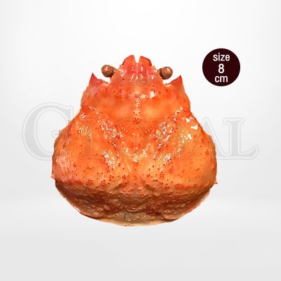 กระดองปูหิมะ