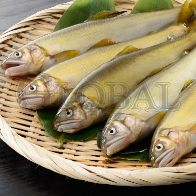 ปลาอายู Ayu 