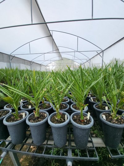 อินทผลัม เพาะเลี้ยงเนื้อเยื้อ บาฮี