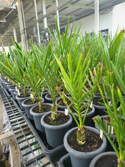 อินทผลัม เพาะเลี้ยงเนื้อเยื้อ สีแดง