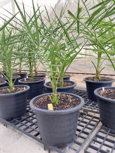 อินทผลัม เพาะเลี้ยงเนื้อเยื้อ บาฮี