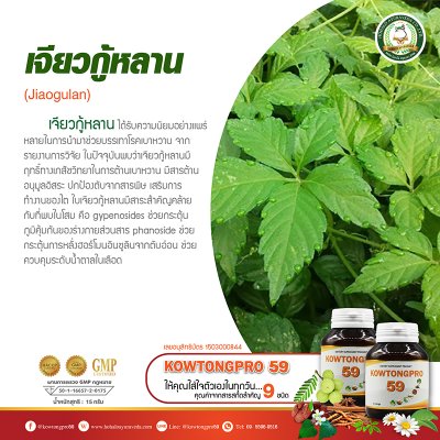 สรรพคุณและส่วนประกอบสำคัญของคาวตองโปร 59 และมาตรฐานการผลิต