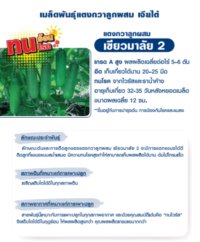 เมล็ดพันธุ์แตงกวาลูกผสม เขียวมาลัย 2 ตราเจียไต๋ เมล็ดพันธุ์แตงกวาลูกผสม เขียวมาลัย 2 ตราเจียไต๋