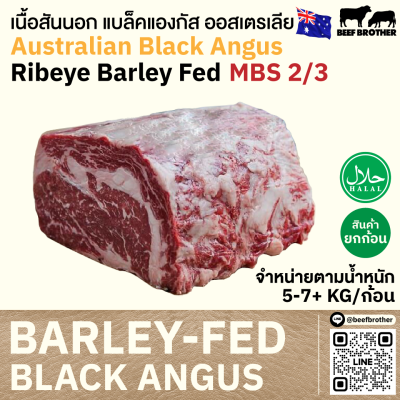 สันไหล่ ออสเตรเลีย บาร์เลย์เฟด (WDR) (Australian BF Wanderer Chuck Rol)