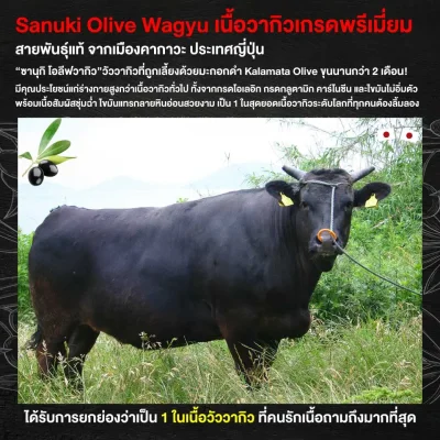 วากิวขุนมะกอกดำ