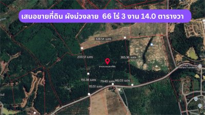 เสนอขายที่ดิน ผังม่วงลาย  66 ไร่ 3 งาน 14.0 ตารางวา