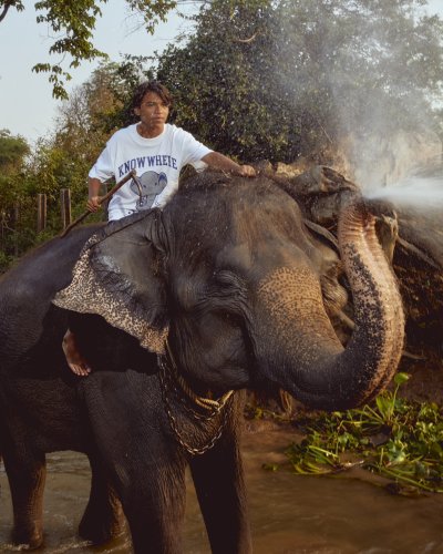 ELEPHANT TEE