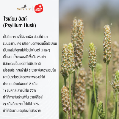 nutriris ไซเลี่ยมฮัสค์ (Psyllium)