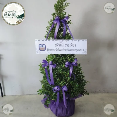 พวงหรีดต้นไม้ พวงหรีดต้นไทรเกาหลีรักษ์โลกประดับโบว์สีม่วง ร้านพวงหรีดเติมบุญ รับส่งพวงหรีดกรุงเทพและปริมณฑล