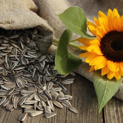Logeco Original Herbal Roasted Sunflower Seeds (120g)