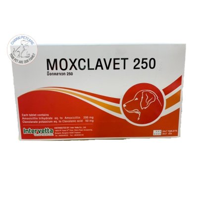 Moxclavet 250mg | ยาปฏิชีวนะ แก้หวัด ฆ่าเชื้อแบคทิเรียในเยื่อบุอ่อนสำหรับสุนัขและแมว ชนิดเม็ด (1 แผง บรรจุ 7 เม็ด)