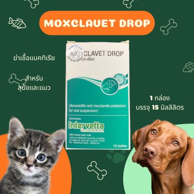 Moxclavet Drop | ยาปฏิชีวนะ แก้หวัด ฆ่าเชื้อแบคทิเรียในเยื่อบุอ่อนสำหรับสุนัขและแมว ชนิดน้ำ (15ml)