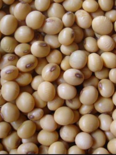 ถั่วเหลืองไทย พันธุ์เชียงใหม่ 60 (Thai Soybean – Chiang Mai 60)