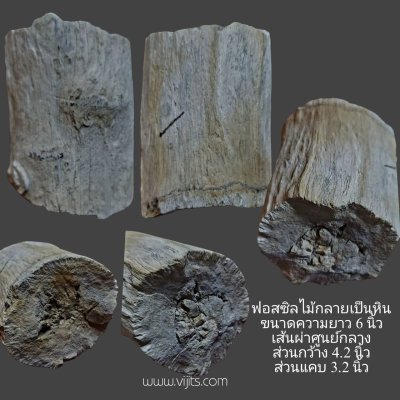ฟอสซิลไม้กลายเป็นหิน ขนาดความยาว 6 นิ้ว