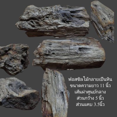 ฟอสซิลไม้กลายเป็นหิน ขนาดความยาว 11 นิ้ว