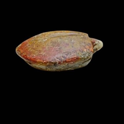 เต่า หลวงพ่อสนิท วัดลำบัวลอย  #3