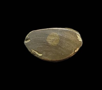 รูปเหมือนหลวงพ่อเงิน วัดบางคลาน รุ่นสร้างอำเภอ เนื้อทองเหลือง ปี 2522