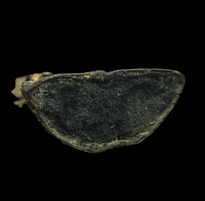 พระรัตนะปางมารวิชัย (เศียรงอ)