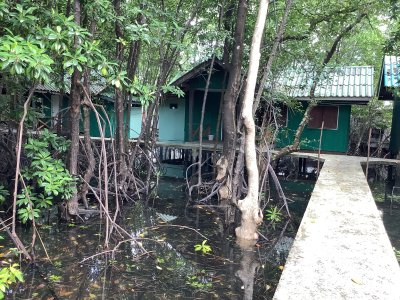 Mangrove Bungalows