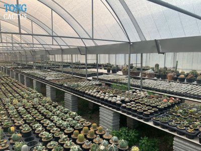Tongcactus Nursery