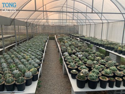 Tongcactus Nursery