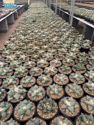 Tongcactus Nursery