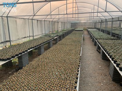 Tongcactus Nursery