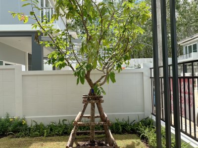 12R0499 This house for rent 3 bedroom 2 bathroom 70,000/month at thalang have fully furnished