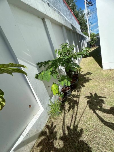 12S0162 This house for sale 8,900,000 baht 4 bedroom 3 bathroom at thalang