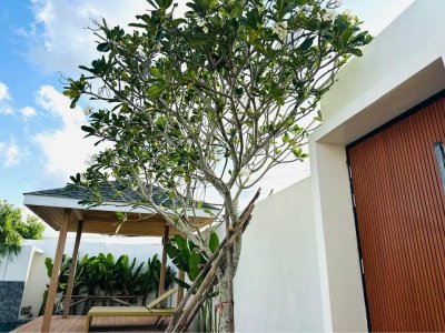 13R0238 ให้เช่า pool villa 3 ห้องนอน 3 ห้องน้ำ ราคา 150,000/เดือน โซนป่าคลอก,ถลาง