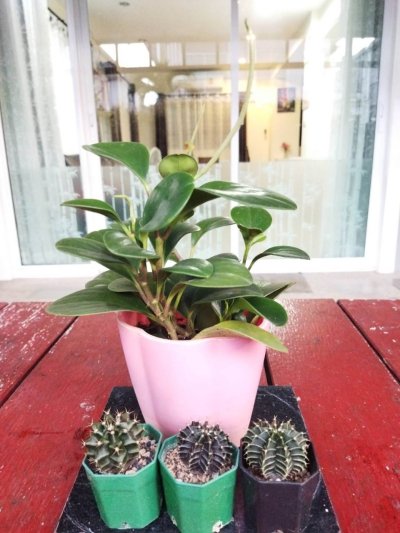 5R0506 ให้เช่าบ้านเดี่ยวสองชั้น 3ห้องนอน 2ห้องน้ำ ราคา 40,000/เดือน โซนกะทู้