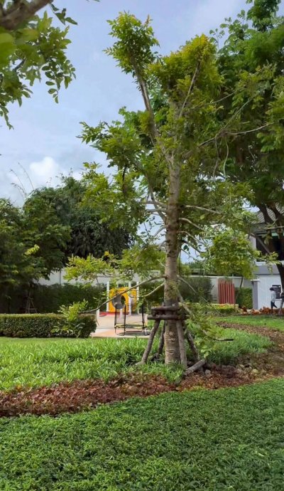 9R0716 This house for rent 3 bedroom 3 bathroom 33,000/month at wichit 9R0716 This house for rent 3 bedroom 3 bathroom 33,000/month at wichit