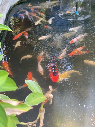 Resort house at Medroom Korat 32 sqm.