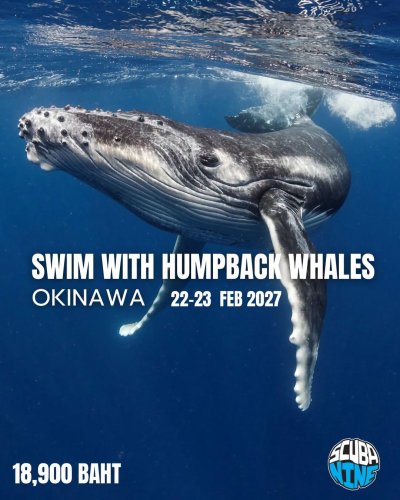 Swim with Humback Whale (Freediving)