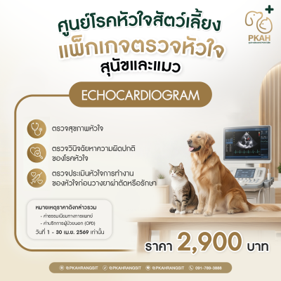Echocardiogram “แพ็กเกจตรวจหัวใจสุนัขและแมว”- ศูนย์การสัตวแพทย์ PKAH รังสิต