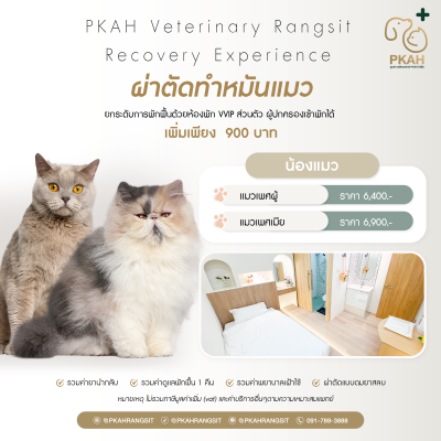 ทำหมันแมว รังสิต ปทุมธานี โรงพยาบาลสัตว์ใกล้ฉัน