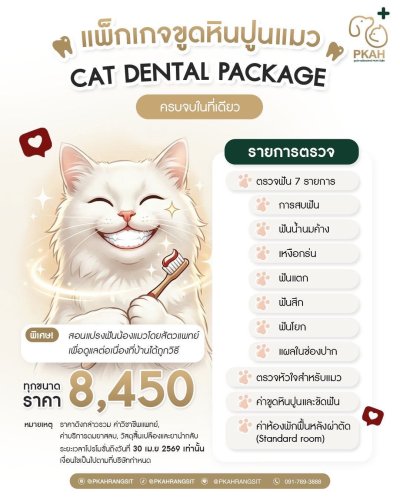 แพ็กเกจขูดหินปูนแมว ครบจบในที่เดียว CAT DENTAL PACKAGE เพียง 8,450 บาท