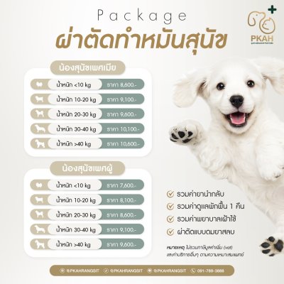 บริการผ่าตัดสุนัขเพศเมีย / บริการทำหมันสุนัขเพศผู้ - ศูนย์การผ่าตัดทางสัตวแพทย์