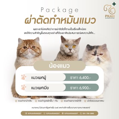 บริการทำหมันแมวเพศผู้เพศเมีย ศูนย์การสัตวแพทย์ PKAH รังสิต