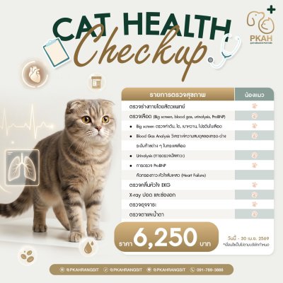 ตรวจสุขภาพแมว, สุขภาพแมว, เช็คสุขภาพแมว, พาแมวหาหมอ, แมวสุขภาพดี, ดูแลแมวอย่างถูกวิธี, ทาสแมวต้องรู้, ตรวจสุขภาพประจำปีแมว, วัคซีนแมว, ตรวจเลือดแมว, แมวแข็งแรง, PetWellness, CatHealth, HealthyCat, CatCheckup, VetCare, PetClinic, CatLovers