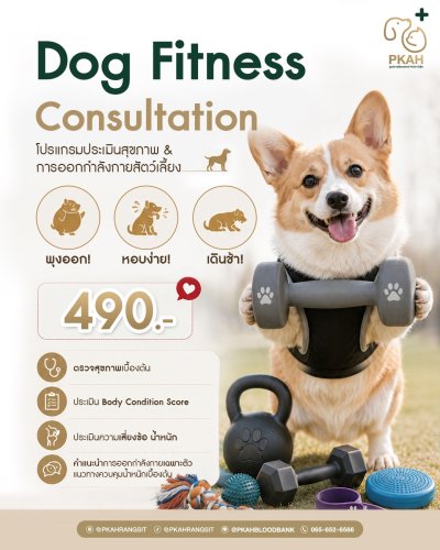 Dog Personalized Training, PKAH Rangsit, ศูนย์การสัตวแพทย์ PKAH รังสิต, ลดน้ำหนักสุนัข, สุนัขอ้วน, โปรแกรมลดน้ำหนักสุนัข, ควบคุมน้ำหนักสุนัข, อาหารสุนัขลดน้ำหนัก, ฟิตหุ่นสุนัข, สุขภาพสุนัขอ้วน, ภาวะโรคอ้วนในสุนัข, Dog Weight Loss Program, Canine Obesity, 